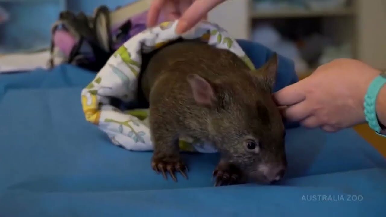 Australia revisa el visado de la influencer estadounidense que arrebató a su bebé wombat